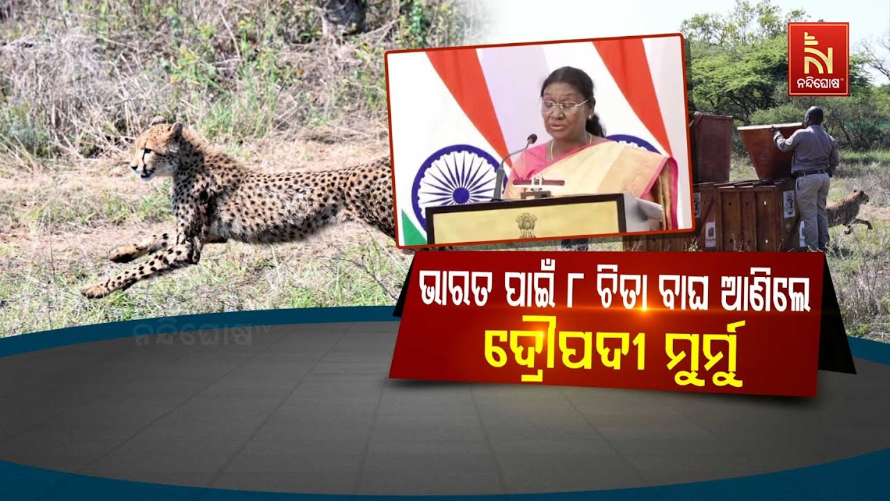 ଭାରତ ପାଇଁ ୮ ଚିତା ବାଘ ଆଣିଲେ ଦ୍ରୌପଦୀ ମୁର୍ମୁ
