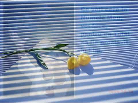 Persida Murasan Mireasma Ta