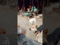 Din Paltai Rong Bodlai Lofi Song Bangla Song Lofi 1msong