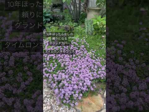 他の植物を守る、長く咲き続けるグランドカバーフラワー9種！  庭園