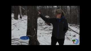 Blue Moon Rising.org - Maple Syrup Sap Tap System