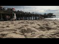 Seagull Eats Fries Closeup