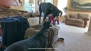 Funny Great Danes Love to Play Tug A Toy While Messing Up The Bed