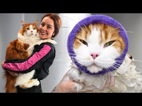 Grooming a Giant Rescue Maine Coon Cat...I Was Not Expecting This
