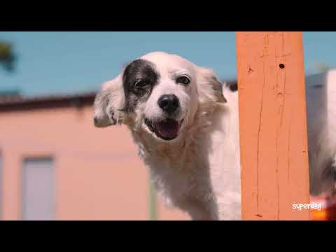 Super Dog - Produtos de Higiene para seu Pet.