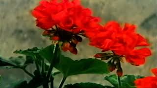 Hurry! It&#39;s Lovely Up Here - Barbra Streisand (Song From &quot;On a Clear Day You Can See Forever&quot; 1970)