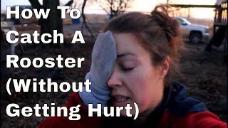 How to Catch a Rooster with Your Hands (Without Getting Hurt)