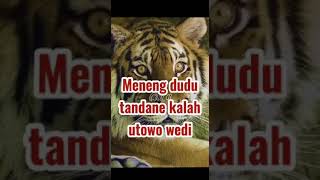 Download lagu story wa ' meneng niteni lakumu ' mp3 Download lagu story wa ' meneng niteni lakumu ' mp3