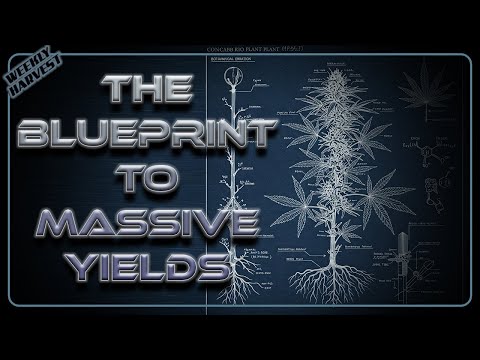 Auto Flower Weekly Harvest | Cannabis Growth HACKED Mind-Blowing Yields