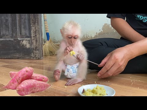 SinSin baby monkey first experience eating sweet potato after nap