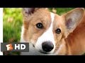 A Dog's Purpose (2017) - Corgi in Love Scene (6/10) | Movieclips