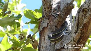 Striped Racer Raiding Wren Nest