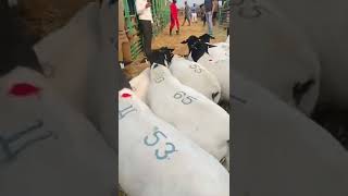 Download lagu Domba Dorper di pameran pertanian mp3