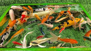 Download lagu Amazing Unboxing Ikan Hias Warna Warni,Ikan koi Slayer, Ikan Mas Koki, Ikan Patin, Ikan Sepat Hias mp3