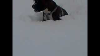 preview picture of video 'Boxer enjoying snow'