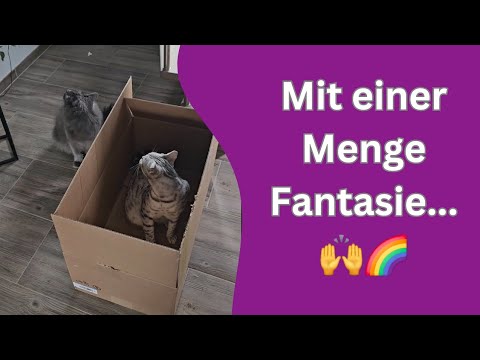Katzen wollen mich einweisen - ist der Fantasie Karton dran schuld?