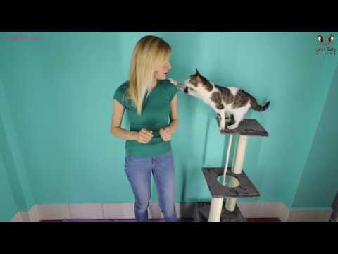 Teaching  Your Cat To VOCALIZE on Command