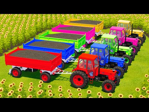 HARVEST, LOAD AND TRANSPORT SUNFLOWERS WITH FIAT TRACTORS And KUBOTA HARVESTERS - Farming Simulator