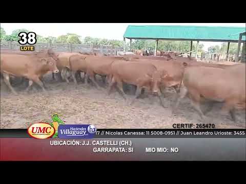 Lote 325 Novillitos en J.J. Castelli, Chaco
