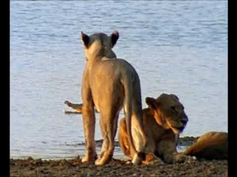 RDVideo - The crocodile of the river Nile - 02/04