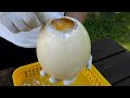 Fried Ostrich Egg Korean Street Food