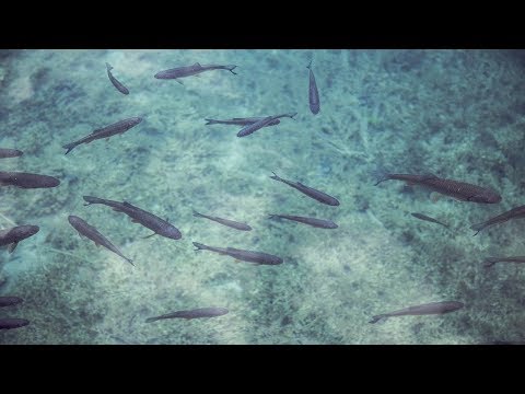 download lagu mp3 mp4 Fish Found In Dead Sea, download lagu Fish Found In Dead Sea gratis, unduh video klip Fish Found In Dead Sea