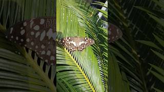 Butterfly after the rain 🦋 #youtubeshorts #shorts #fyp #fy