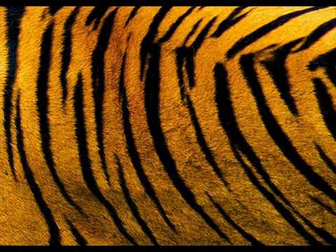 Tigerskin - Too Hot (Original MIx) HQ