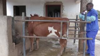 Dairy Learning Lab - Artificial Insemination - Practical