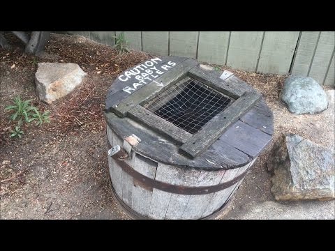 TDW 1378 - CAUTION : Baby Rattlers !