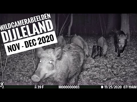 Wildcamerabeelden Dijleland (Vlaams-Brabant) I november - december 2020