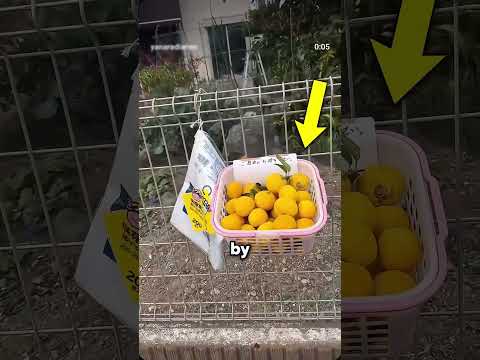 4 Japanese Ideas Every Country Should Copy! 🇯🇵✨