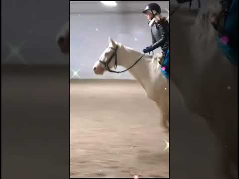 Lady i Szafir #horse #canter #galop #kłus #konie