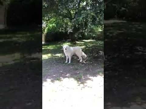 Sulas, an adoptable Great Pyrenees in Spring, TX_image-1