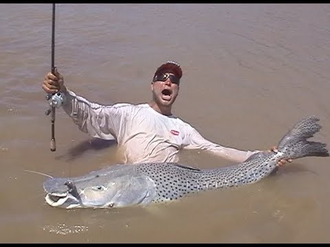 The most famous Surubi in the world