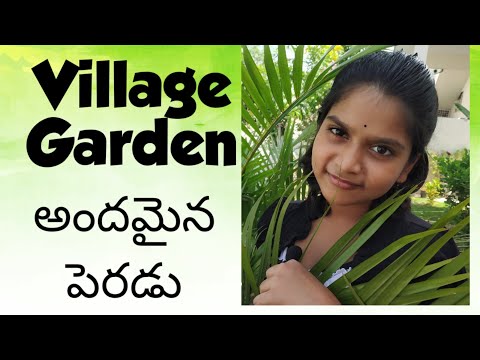 #My village home garden //vegetables, flowers//