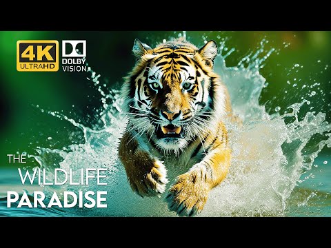 BIG CAT OF THE WORLD - 4K (60FPS) Dolby Vision - Scenic Wildlife Film With Inspiring Music