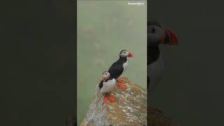 Download lagu Animals and Birds Across Continents - Europe #explore #travel #wildlife #animals #birds #europe mp3