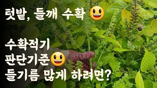 들깨,  수확적기 판단기준 및 수확방법 / 들기름 많게 하려면?
