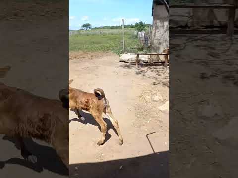 Ganadería Artesanal. ENFOQUE TRADICIONAL LLANERO. San José de Guaribe, Guarico Venezuela 