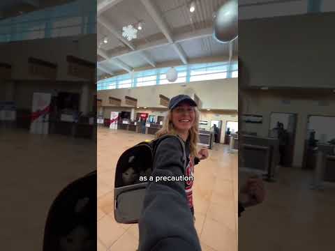 How-To: Fly w/ Cats! Everything you need to know👇🏻