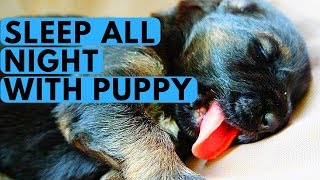 Teach Your Puppy to Sleep Through the Night