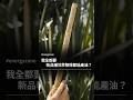 我全都要 新品種甘蔗整株都能產油 ESGTIMES Unilever Nufarm 能量甘蔗 Energycane 供�