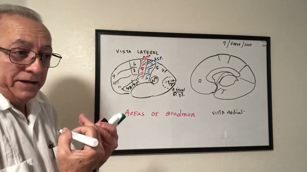 Area Sensitiva Primaria y Areas Motora primaria. Areas de Brodman mas conocidas
