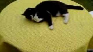 Kater Simba aus Lindlar 29.06.2010.3GP
