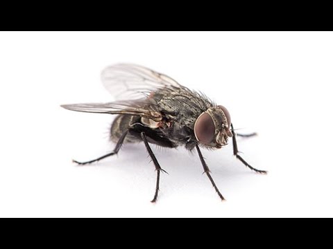 Young Fly On The Track (snickers snickers snickers)