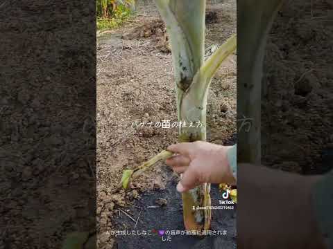 バナナの木を植える 素晴らしい熱帯の葉 大胆な質感のエキゾチックな花