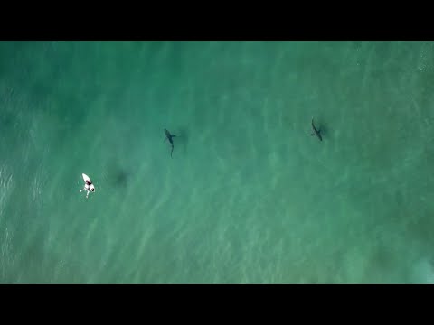 Watch These Sharks Circled Surfers in Durban, South Africa For 3 Minutes