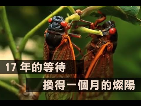 蟬的意思
