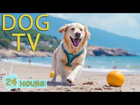 DOG TV: Anti-Anxiety Videos for Dogs to Watch When Home Alone - Best Happy Music for Dogs